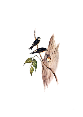 Vintage Tree Martin Swallow Bird Illustration