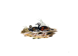 Vintage Turnstone Bird Illustration