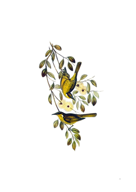 Vintage Varied Honeyeater Bird Illustration
