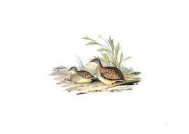 Vintage Varied Hemipode Buttonquail Bird Illustration
