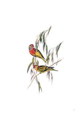 Vintage Varied Lorikeet Parrot Bird Illustration