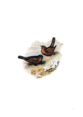 Vintage Vinous Tinted Blackbird Bird Illustration