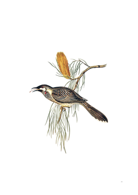 Vintage Wattled Honeyeater Bird Illustration