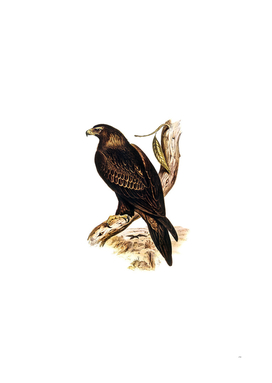 Vintage Wedge Tailed Eagle Bird Illustration