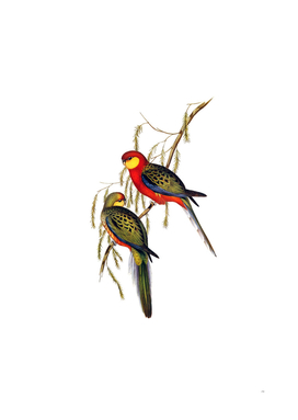 Vintage Western Rosella Parrot Bird Illustration
