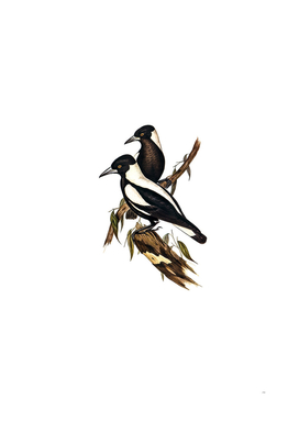 Vintage White Backed Crow Shrike Bird Illustration