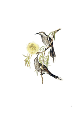 Vintage Western Wattlebird Honeyeater Bird