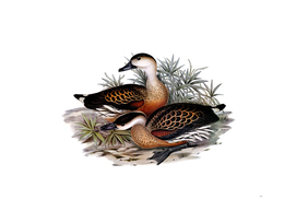 Vintage Whistling Duck Bird Illustration
