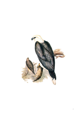 Vintage White Bellied Sea Eagle Bird Illustration