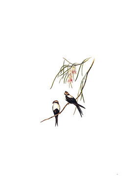 Vintage White Breasted Swallow Bird Illustration