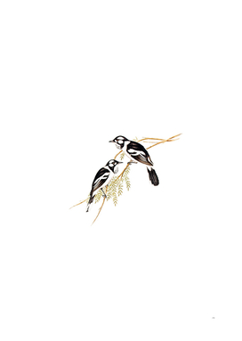 Vintage White Eared Flycatcher Bird Illustration