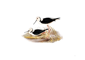 Vintage White Headed Stilt Bird Illustration