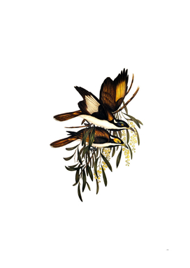 Vintage White Pinioned Honeyeater Bird Illustration
