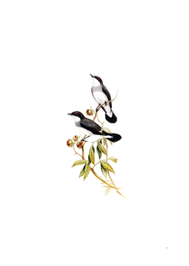 Vintage White Tailed Robin Bird Illustration