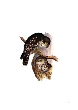 Vintage Winking Owl Bird Illustration
