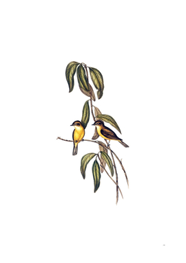 Vintage Yellow Bellied Flycatcher Bird Illustration