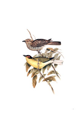 Vintage Yellow Bellied Figbird Bird Illustration