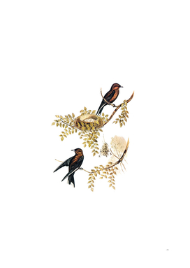 Vintage Wood Swallow Bird Illustration