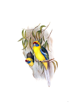 Vintage Yellow Bellied Parakeet Bird Illustration