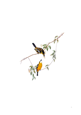 Vintage Yellow Breasted Flycatcher Bird Illustration
