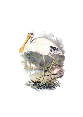 Vintage Yellow Legged Spoonbill Bird Illustration