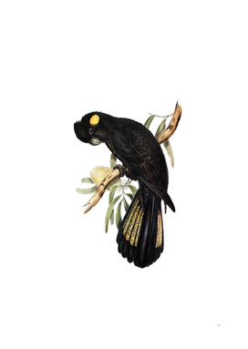 Vintage Yellow Tailed Black Cockatoo Bird