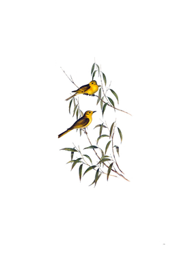 Vintage Yellow Tinted Honeyeater Bird Illustration