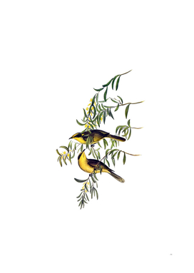 Vintage Yellow Tufted Honeyeater Bird Illustration