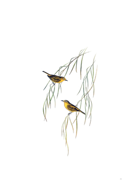 Vintage Yellow Zosterops Bird Illustration
