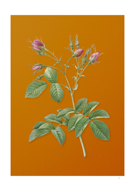 Evrat's Rose with Crimson Buds Botanical on Orange