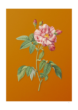 French Rosebush with Variegated Flowers on Orange