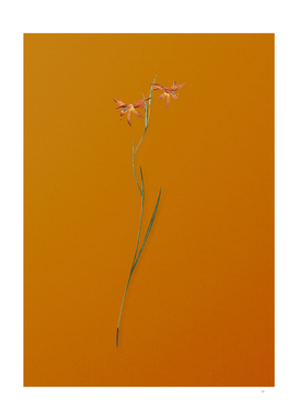 Gladiolus Watsonius Botanical on Sunset Orange