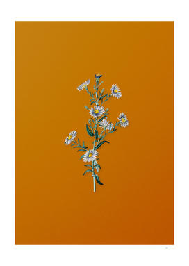 Glaucous Aster Flower Botanical on Sunset Orange