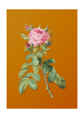 Lelieur's Four Seasons Rose Botanical on Orange