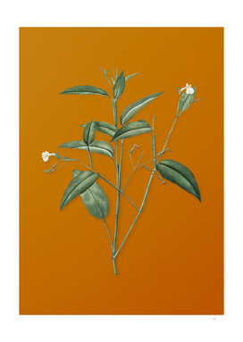 Maranta Arundinacea Botanical on Sunset Orange