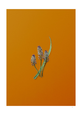 Meadow Squill Flower Botanical on Sunset Orange