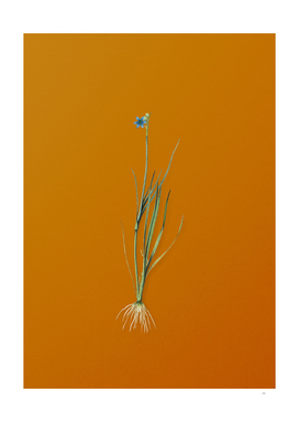 Narrow-leaf Blue-eyed-grass Botanical on Orange