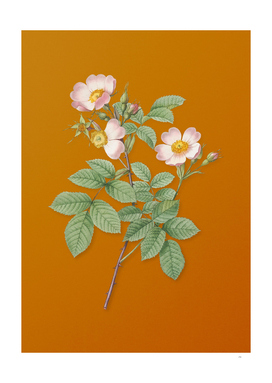 Short Styled Field Rose Botanical on Sunset Orange