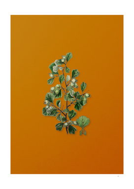 Spathula Leaved Thorn Flower Botanical on Orange