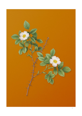 Spiny Leaved Rose of Dematra Botanical on Orange