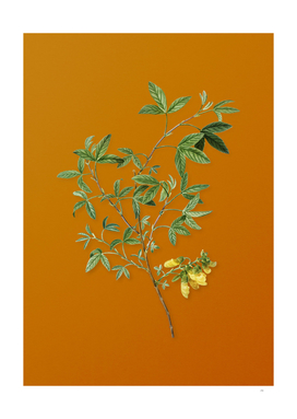 Stinking Bean Trefoil Botanical on Sunset Orange