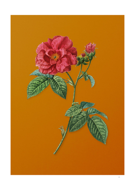 Vintage Apothecary Rose Botanical on Sunset Orange