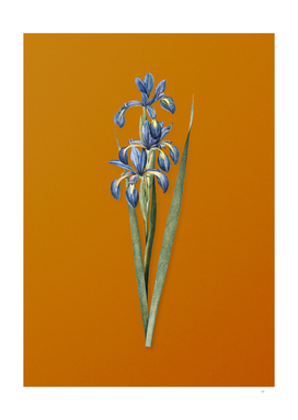 Vintage Blue Iris Botanical on Sunset Orange