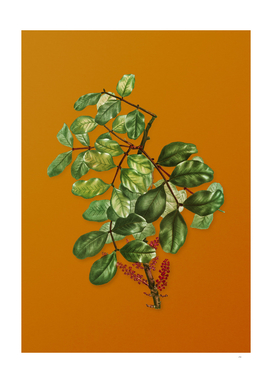 Vintage Carob Tree Botanical on Sunset Orange