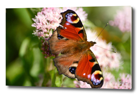 Peacock Butterfly (Inachis Io)