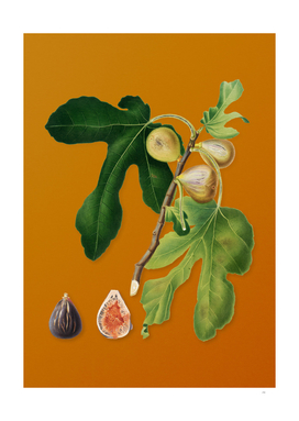 Vintage Figs Botanical on Sunset Orange