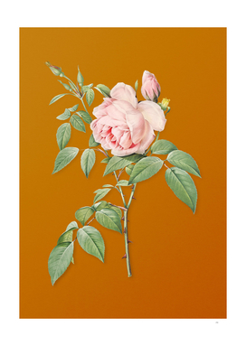 Vintage Fragrant Rosebush Botanical on Sunset Orange