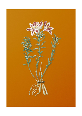 Vintage Lily of the Incas Botanical on Sunset Orange