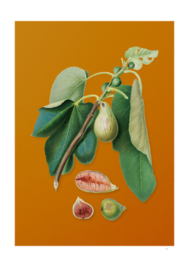 Vintage Monaco Fig Botanical on Sunset Orange