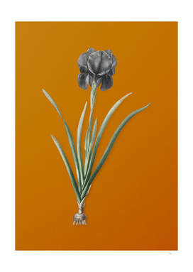 Vintage Mourning Iris Botanical on Sunset Orange